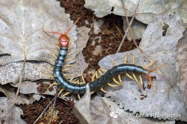 【东邪图鉴】中国常见中大型蜈蚣属scolopendra点将台