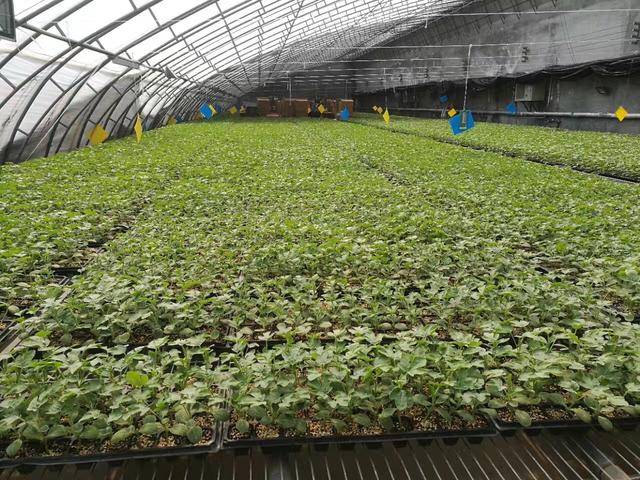 蔬菜种苗市场发展现状与趋势