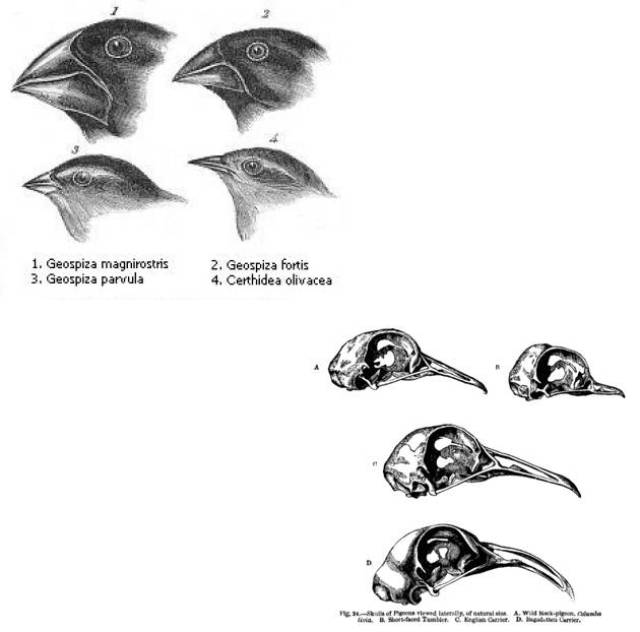 061 真理:达尔文的进化论又被推翻了?
