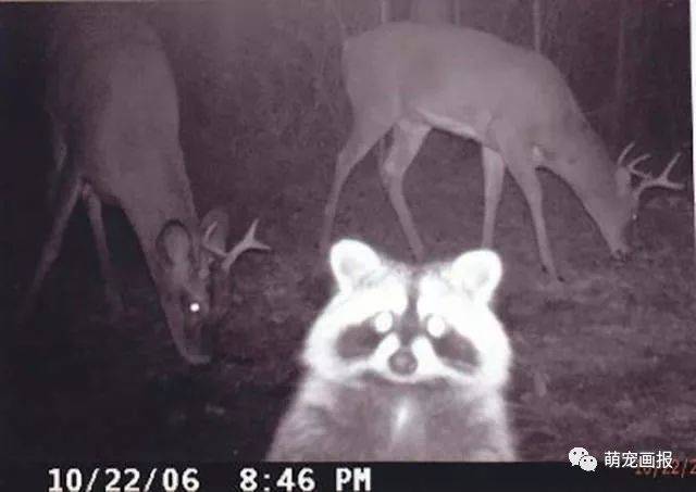 在野外安置的夜视摄像头,捕捉到了这些动物们难得一见的画面