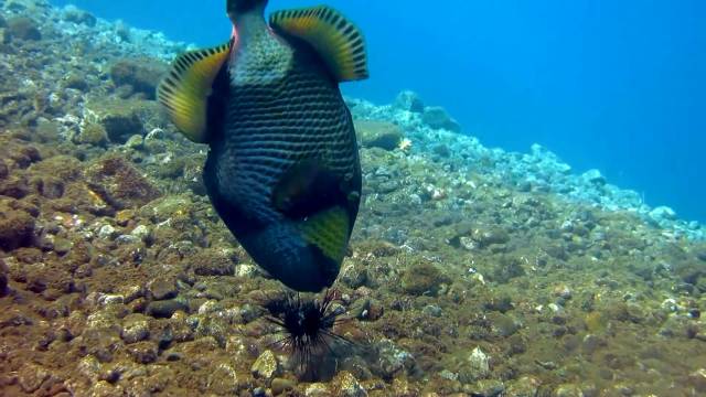 泰坦扳機魚簡稱泰坦魚,被它攻擊過的人,在切開皮的一瞬間釋然了_手機