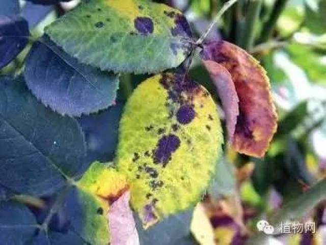 20个最常见的花卉疾病原因解答！_搜狐网