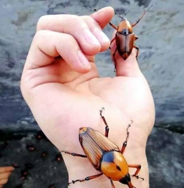 赣州农村竹林里的这种虫子,能玩还能吃,想当年._手机搜狐网