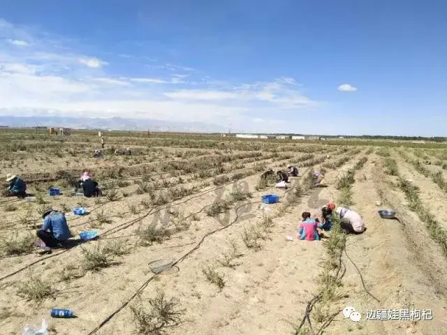 边疆娃带你走进黑枸杞的世界