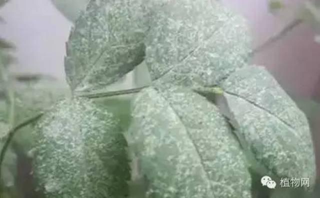 20个最常见的花卉疾病原因解答！_搜狐网
