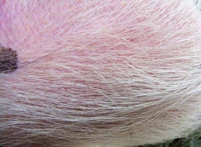 别再扔了,猪毛也能卖上好价钱!