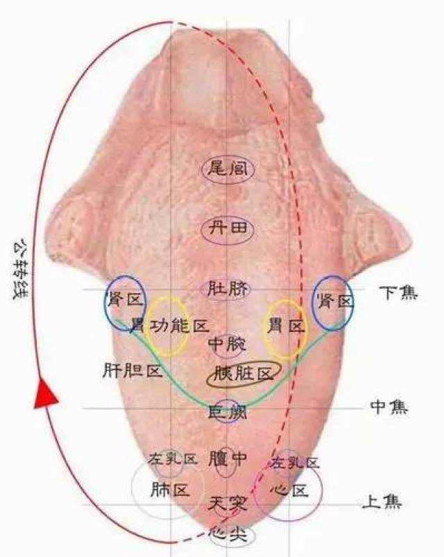在你伸出舌头的刹那,就可知道血虚,气虚,痰湿,还是血瘀?