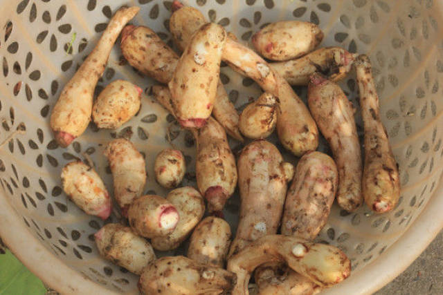 "葱爆芋艿"速成法看到这成片的红梗芋艿了吗?