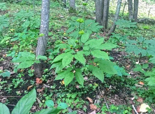 人参分类、鉴别与野山参的保护_搜狐网