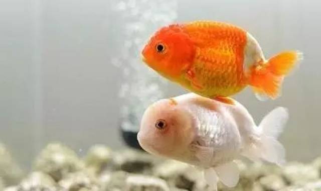 如何快速区分金鱼公母 泰狮金鱼怎么分公母 朴乐网