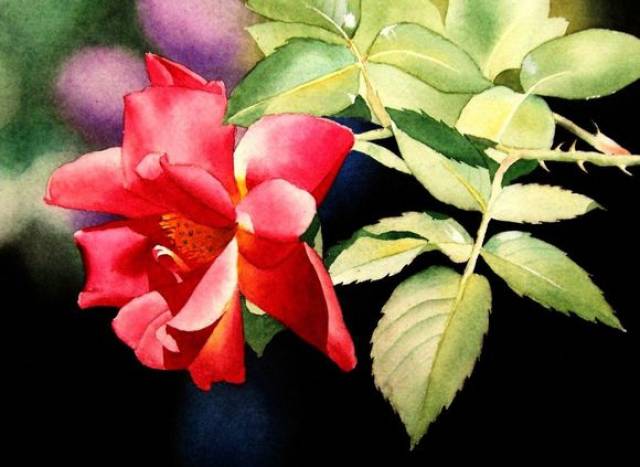 美国画家jacqueline gnott玫瑰绘画作品,水彩画好美呀!