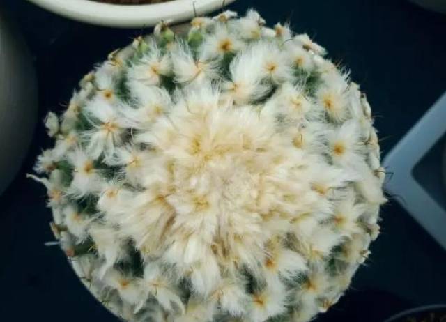 仙人球里有那么多奇葩,见过5种算你牛!