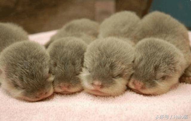 看完都想要养水獭了,这些凶猛肉食性动物的宝