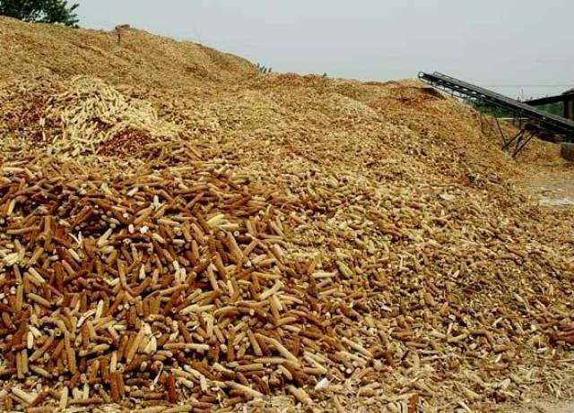 不烧锅了玉米芯没地扔,那就卖给别人做木糖醇吧,顺便给花壮壮肥