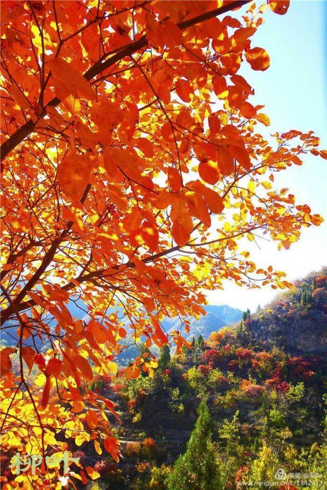 这个小山村的片片红叶渲染了整个深秋