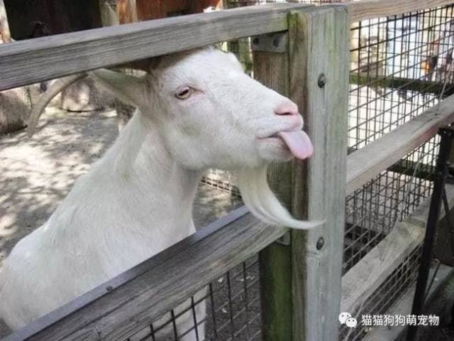 羊的表情包吐舌头图片