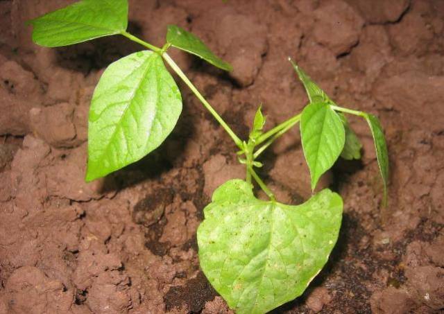 秋冬季节扁豆育苗的管理小建议