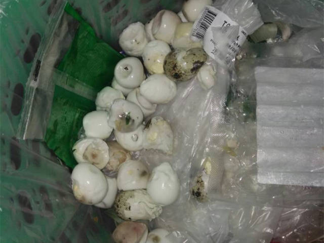 刚买的鹌鹑蛋水煮时一股恶臭 剥开竟全是坏的