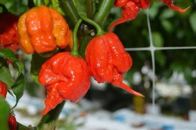 卡罗来纳死神(carolina reaper)