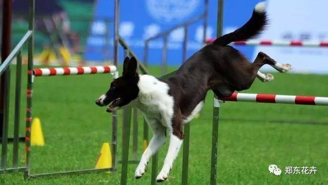 获得国内外多场 bis 2013年于美国顶级喜乐蒂犬舍工作 狗狗运动会内容