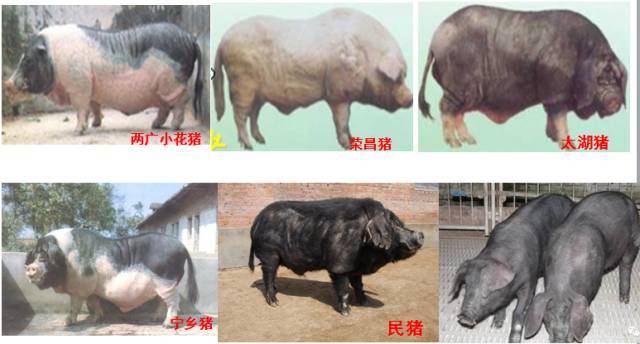 养了这么多年的猪，知道土杂猪、外三元猪、内三元猪的区别吗？_搜狐网
