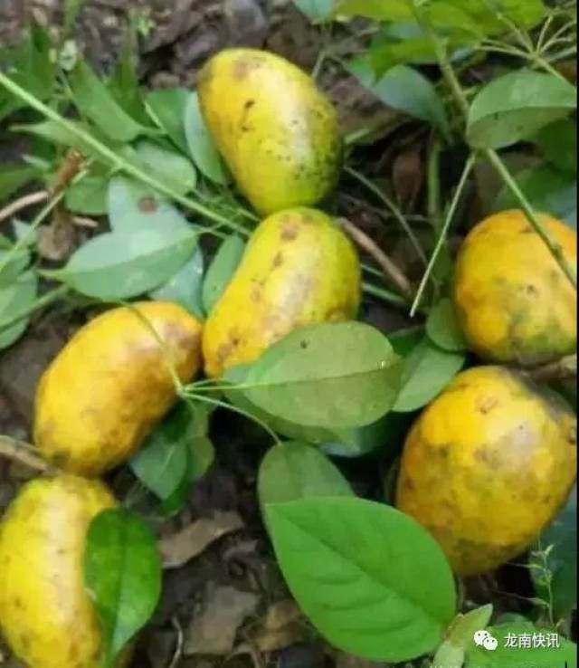 街上卖的"八月拿"好好吃哟!吃出赣州人小时候的味道!