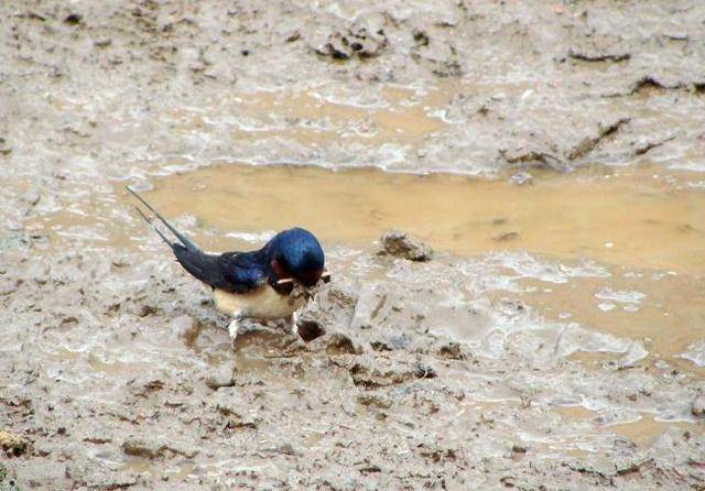 农村人屋檐下的燕子窝千万别扔,留着有大用途!
