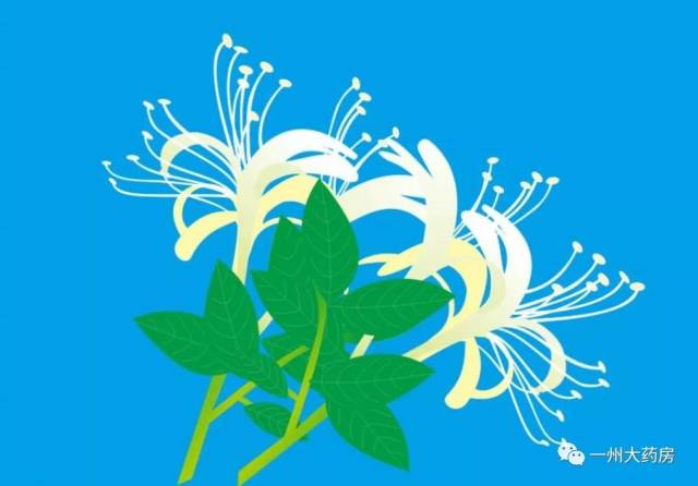 中药小故事——金银花