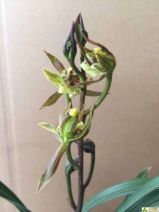 带花苞花叶双艺墨兰南阳牡丹49元包邮