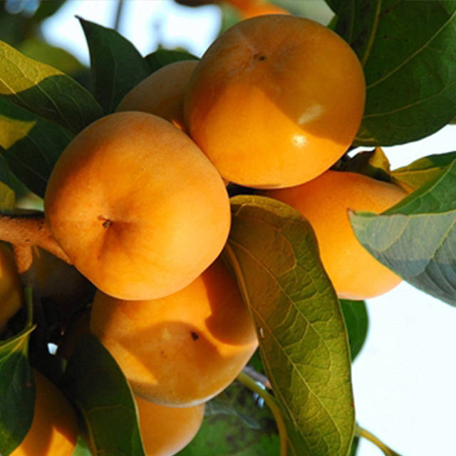 仙游台湾甜柿 由日本引进品种,清甜爽脆无涩感,富含硒元素,健康养颜.