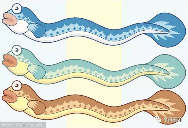 台州渔民4天钓了6000公斤鳗鱼,大的足有半人长!