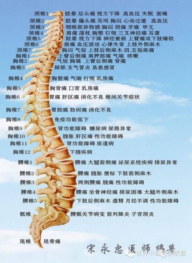 腰椎图片构造图解高清图片