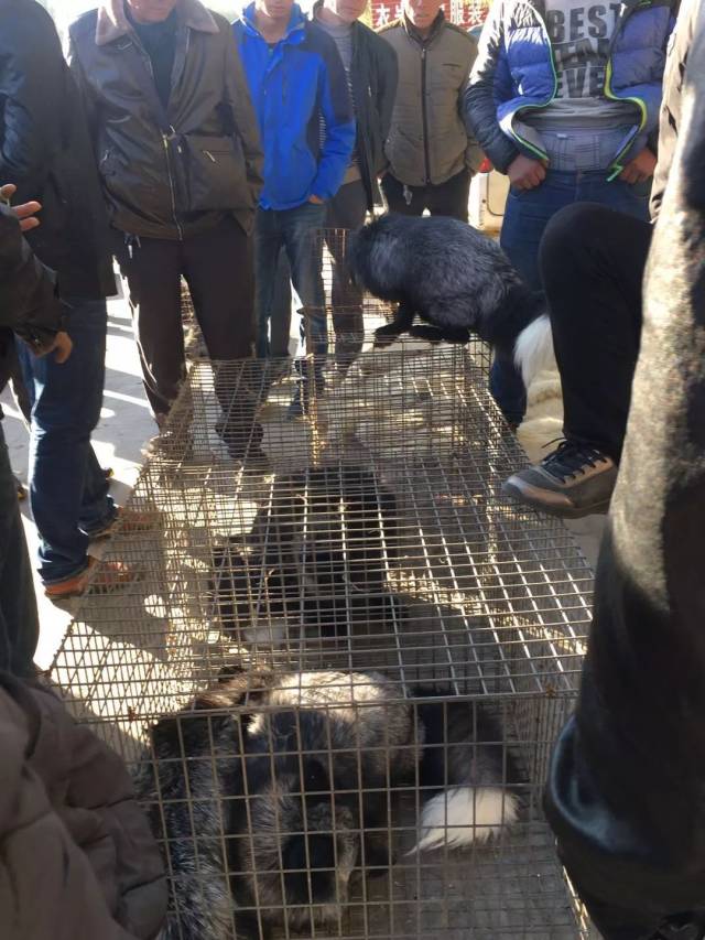 11月4日昌黎皮毛市场行情