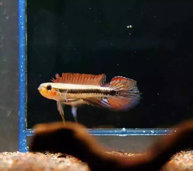 原来南美短鲷原生环境这么美!