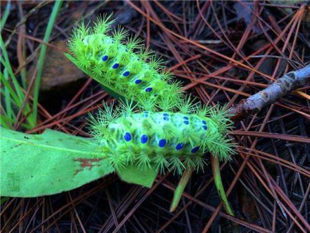 草鞋底(蚰蜒)这个经常出没于鞋子,有时候早上起床穿鞋,脚底下酥酥的