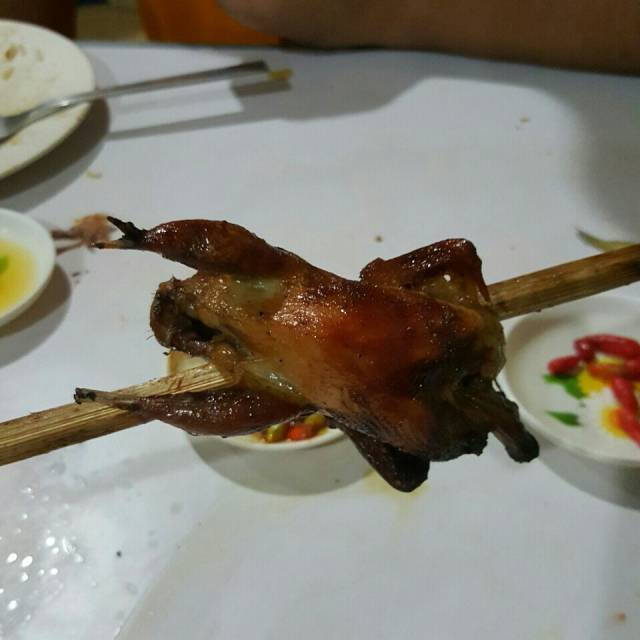 斑鸠是小编来这里的主要目的