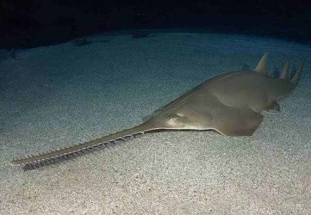 【rlyl物种说】今日--后鳍锯鳐(green sawfish)
