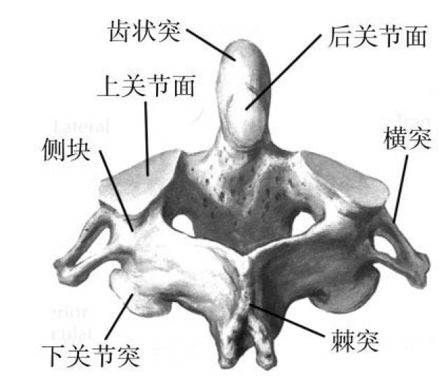 寰椎横韧带,寰椎横韧带图片,横韧带(第8页)_大山谷图库