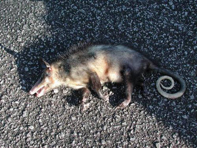 一般来说,捕食者见到负鼠这个惨样,都会以为它被吓死或累死了,扭头