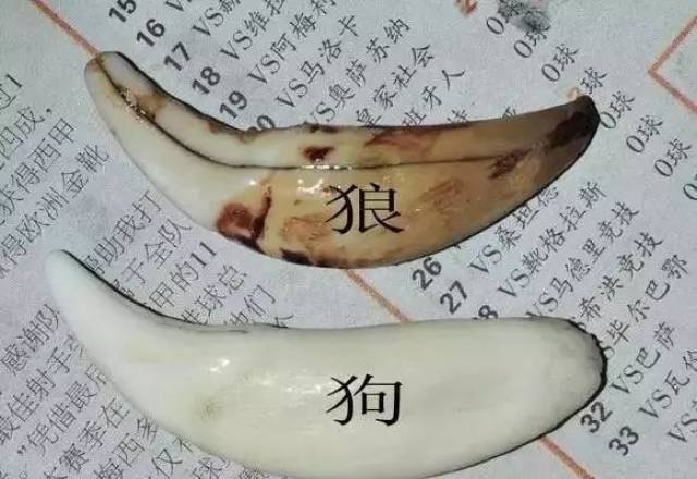 狼牙与狗牙的区别，一般人还真不知道！