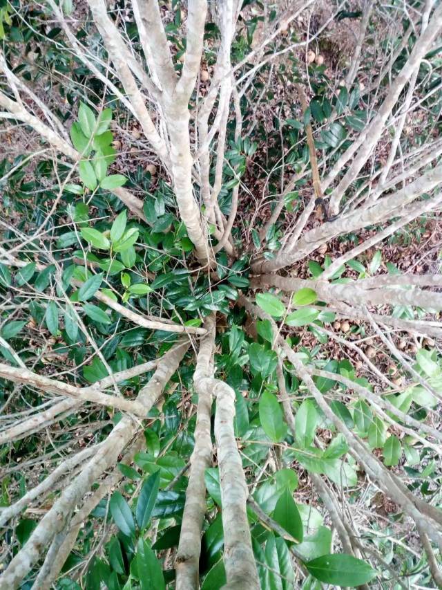 事实是, 这种油茶树生长缓慢,因此,长出的每一节枝干都非常的柔韧结实