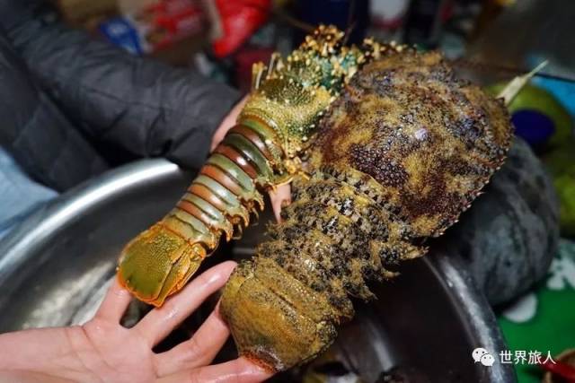 密毛龙虾还有一个显著特征,就是外壳特别坚硬.