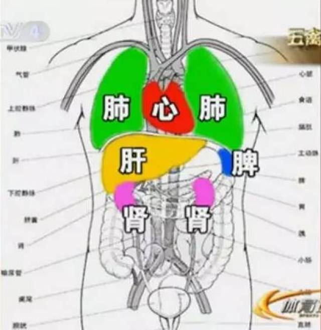 心肝脾肺肾背部对应图图片