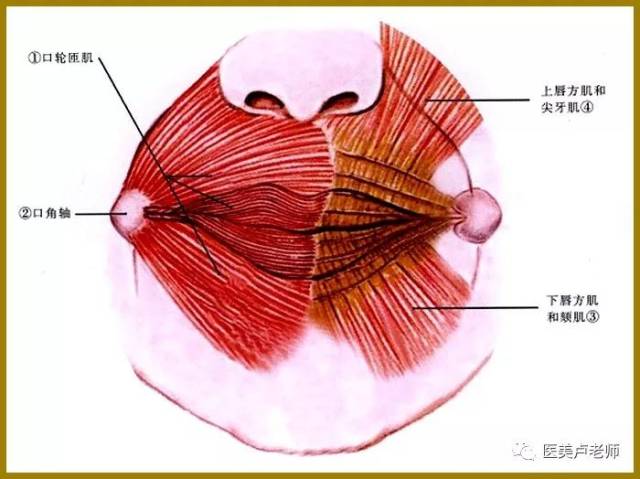 嘴唇的结构图图片