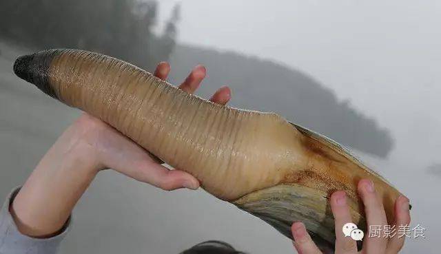 世界著名象拔蚌大全