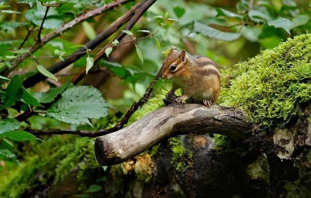 花栗鼠:谁还不是个小可爱啊?