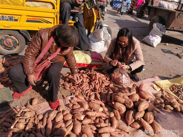 实拍:农村大妈赶集卖地瓜,大叔却晒着太阳睡着了