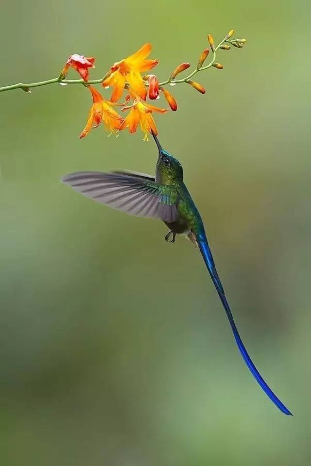 分布于南太平洋丛林的公主长尾风鸟,尾巴羽毛又大又长