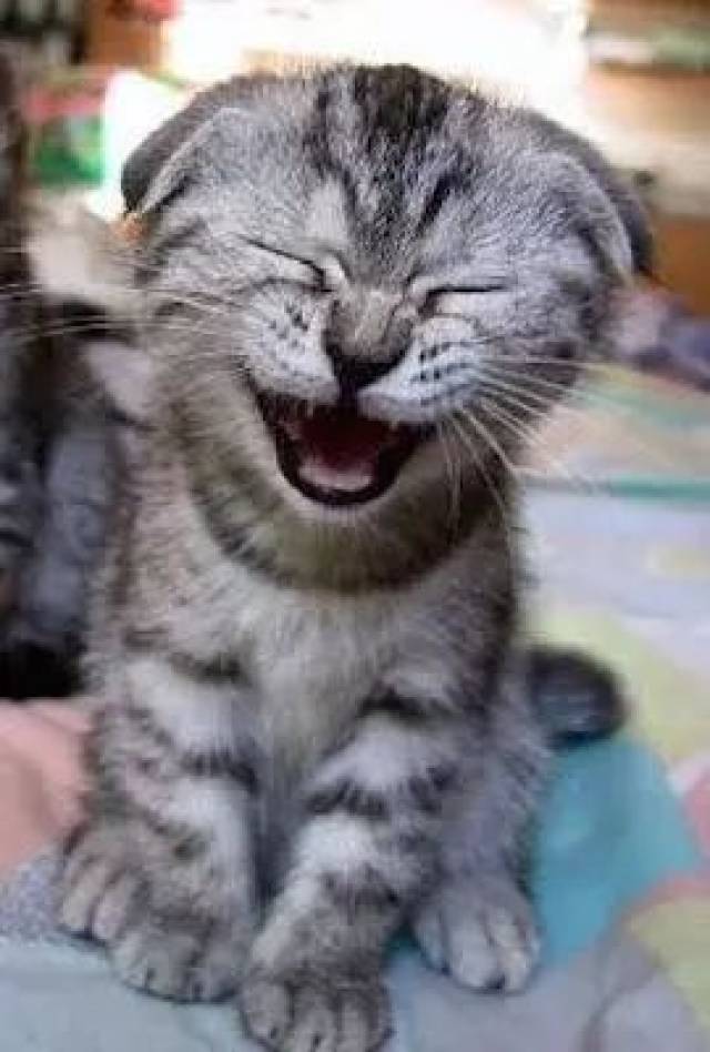 猫咪狂笑表情包图片