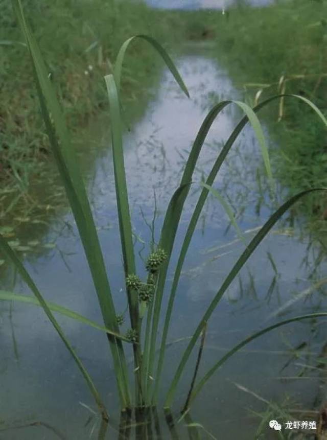 耐寒矮生苦草,輪葉黑藻,金魚藻,菹草,馬來眼子菜, 伊樂藻 挺水植物:小